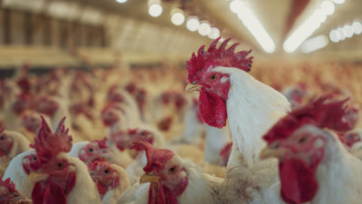 Influenza aviar: Se confirmó un caso positivo en aves comerciales en Buenos Aires