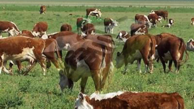 Zafra de terneros: Precios que se afirman frente a una oferta escasa y lenta