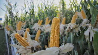 NK fortalece su presencia en Expoagro con un porfolio de alto rendimiento y más servicios para el productor