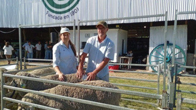 Ovinos: el Merino es más fino y más pesado que hace 25 años