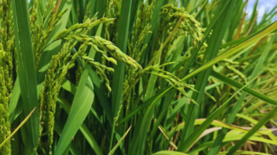 KIRA INTA: el Arroz que conquista los mercados prémium del mundo