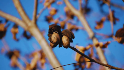 Nuez pecán, una economía regional que se expande y gana mercados