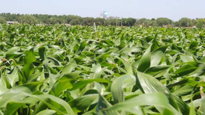 El maíz supera la amenaza del Spiroplasma, pero el monitoreo sigue siendo clave