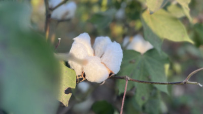 Defoliación en algodón: una práctica clave para mejorar la calidad de la fibra y la eficiencia de cosecha