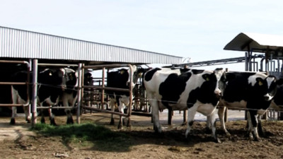 Habilitación de tambos que proveen leche a plantas que exportan a la UE y Reino Unido