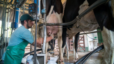 Para exportar lácteos a Europa, la leche deberá salir de tambos certificados