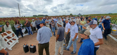 El sorgo puede duplicar su rinde con mejor manejo: la clave está en tres decisiones