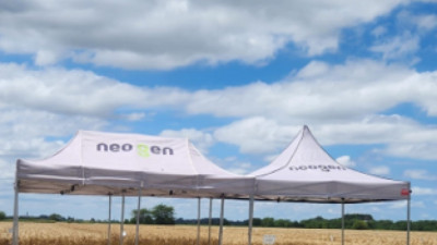 Trigo 2026: en un año “Niño”, la genética y la sanidad se vuelven determinantes para sostener la rentabilidad