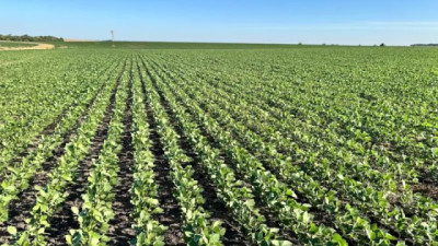 El Banco de Seguros del Estado pagará hasta 130% de las primas contratadas por los daños de la sequía