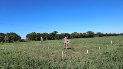 El uso adecuado de bioestimulantes puede duplicar el rendimiento de las pasturas