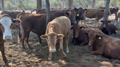 Del legado de Patoruzú al corazón del Chaco: una apuesta Ganadera distinta
