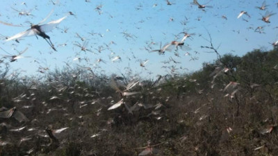 El Programa de Tucuras y Langostas cumple 135 años protegiendo la producción agropecuaria