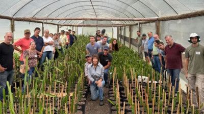 Pitaya en Concordia: La fruta que empezó como alternativa y hoy impulsa una mesa de trabajo productiva