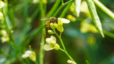 Lanzan una calculadora de huella de carbono para colza y carinata