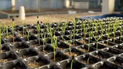 Los pinos se fertilizan a sí mismos con su polen e invaden la Patagonia