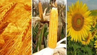 Mercado agrícola entre oferta abundante y riesgo global: resiliencia en precios y foco en la gestión