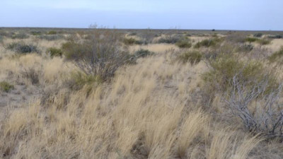 Tres campos, tres decisiones: cómo el manejo define el rumbo de la ganadería extensiva en la Patagonia