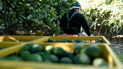 Paraguay concreta primera exportación de aguacate Hass de la temporada con destino a Argentina