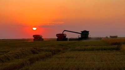 La cosecha de arroz supera el 60% a nivel nacional, consolidando buenos rendimientos y una excelente calidad