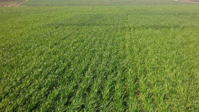 Cómo preparar la próxima campaña: suelos, agua y fertilización