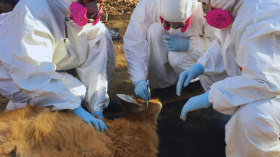 Detectan una bacteria transmitida por garrapatas en fauna silvestre