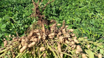 El secreto del éxito global del Maní Argentino: certificaciones de calidad y el modelo que atrae miradas internacionales