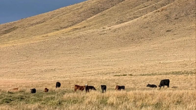 Tres campos, tres decisiones: cómo el manejo define el rumbo de la ganadería extensiva en la Patagonia