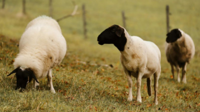 Por primera vez se detectaron brotes de scrapie clásico en ovinos importados