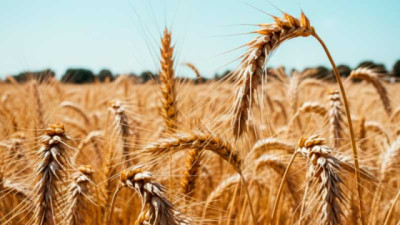 Gallery®, el nuevo herbicida de Corteva para el control de crucíferas