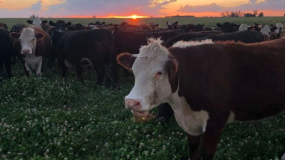 Mercado de haciendas en formación y buscando su equilibrio: pocas operaciones concretadas