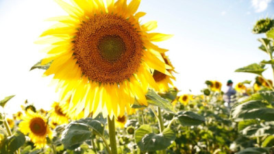 El Girasol se corre del mapa y conquista nuevas zonas a fuerza de buenos resultados