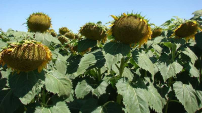 Con el aceite en USD 1.600, el Girasol abre una nueva ventana de negocio