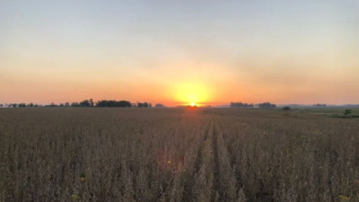 Cosecha de soja será ajustada en el sur, con rindes que podrían ir de 800 a 1.400 kilos