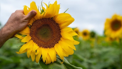 🌻 Girasol: precios firmes y menor oferta global abren una oportunidad clave para el productor