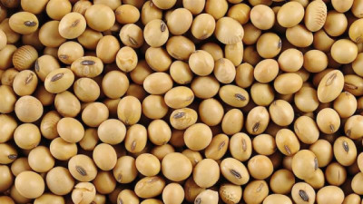 Geopolítica, clima y cosecha: los tres factores que hoy mueven al mercado agrícola