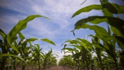 El maíz nos presenta el desafío de implementar un Manejo Integrado de Plagas más consciente