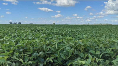 Córdoba. Buenos números para soja y maíz y fortalecimiento del perfil hídrico del suelo