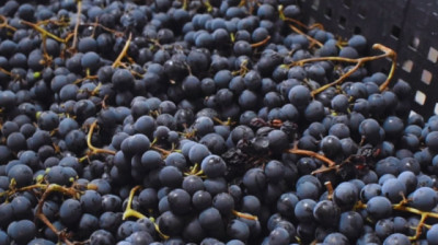 El INTA promueve la vitivinicultura con variedades adaptadas al clima frío