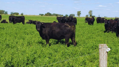 La carne de sistemas pastoriles busca comunicar su identidad productiva