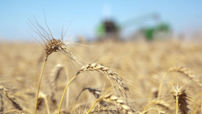 Trigo bajo presión climática y soja en alerta por los fondos: el mercado agrícola sigue atento a Medio Oriente