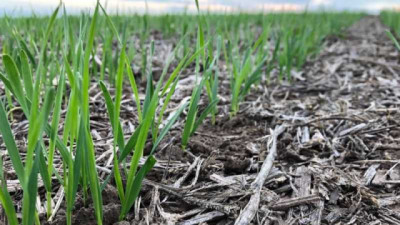 Biomagna impulsa la campaña de trigo con el tratamiento de semillas 