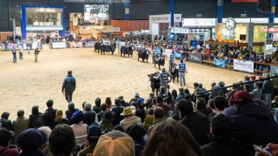 Más de 1.000 reproductores y 130 cabañas: la Expo Angus pisa fuerte