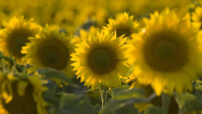 Se inicia la inscripción de exportadores de granos de girasol con destino a China